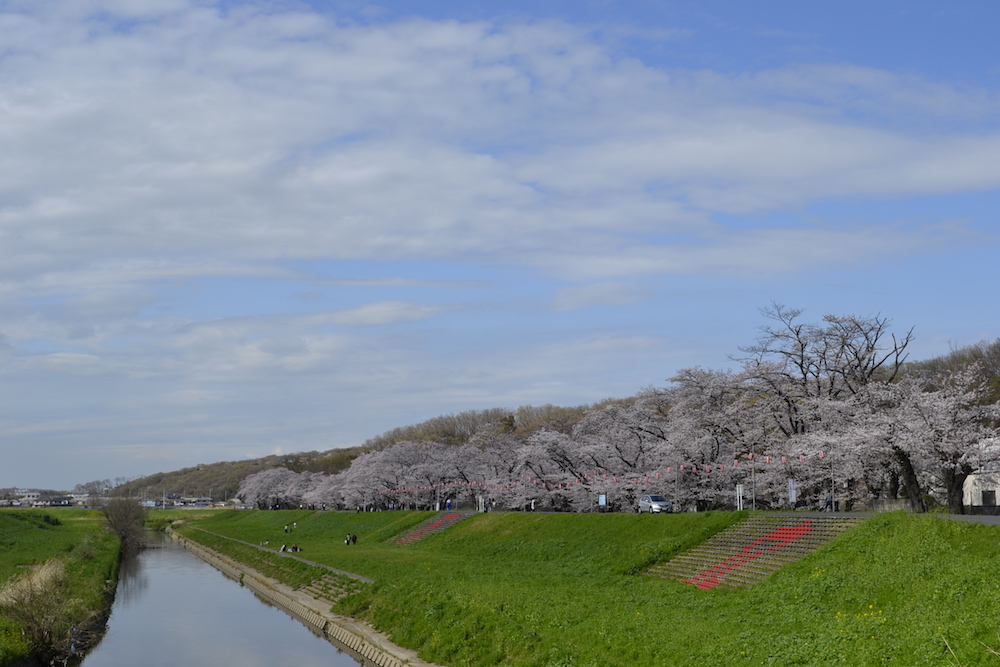 鶴ヶ島桜